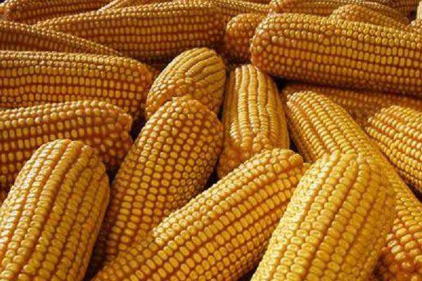 ���׸����������� ��ô��Ч����