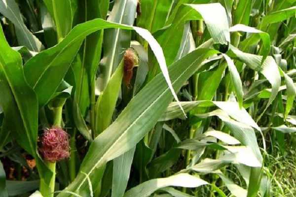 ���׵�����ô�� �������ַ�������