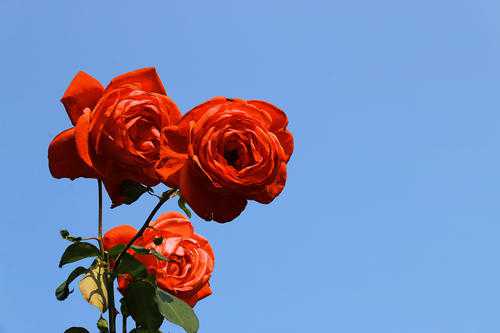 1周年送女朋友什么礼物