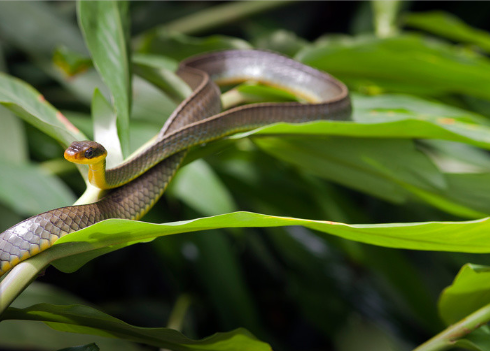属蛇和属牛的婚姻配吗