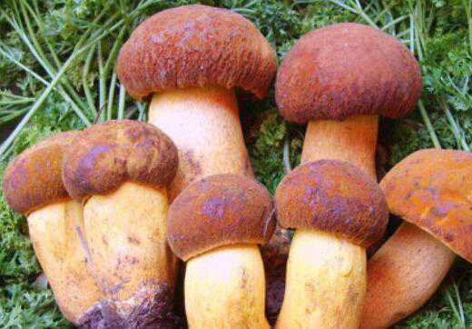 ţ�ξ��Ĺ�Ч������ ţ�ξ���ô��