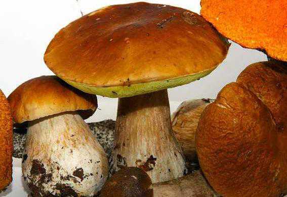 ţ�ξ��Ĺ�Ч������ ţ�ξ���ô��