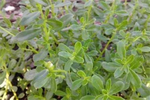 �����ȵĹ�Ч������