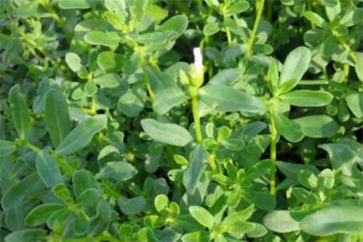 �����ȵĹ�Ч������