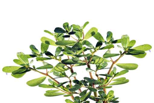 �����ȵĹ�Ч������