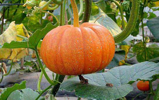 Ѫ�Ǹ��ܳ��Ϲ��� ���Ϲ��ܽ�Ѫ����