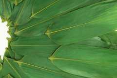 ����Ҷ��ʲôҶ�ӣ���ô�������ܰ����ӣ�