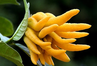 ���ֹ���ֲʱ���ڼ��·� ���ֹ���ô��ֳ