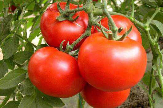 吃西红柿的好处和坏处 吃西红柿的禁忌有哪些