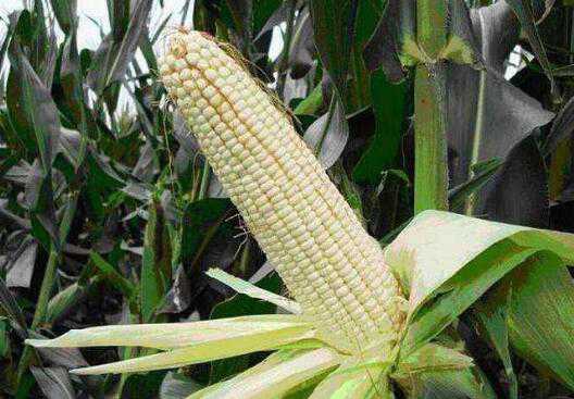 ��Ŵ���׵ĺô��뻵��