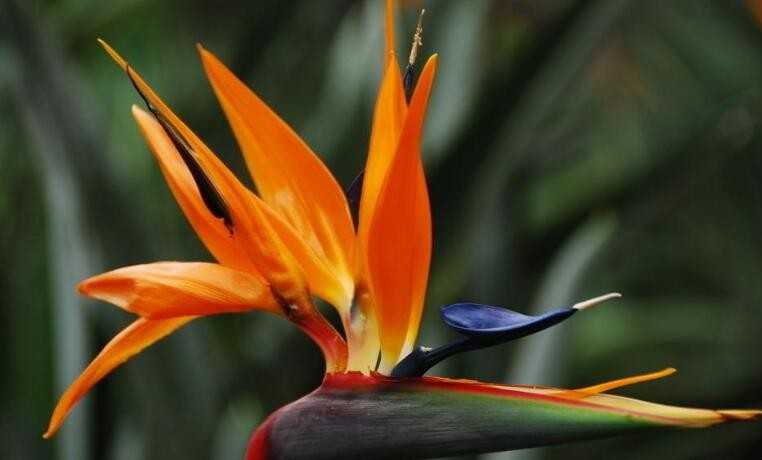 天堂鸟植物怎样养