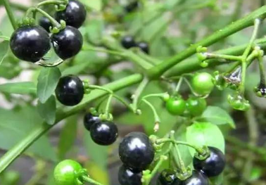 ����������༼�ɷ��� ����������Ҫʲô����