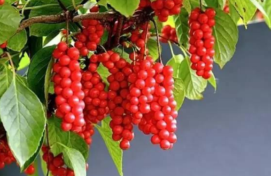 �����ζ�Ӳ�������ֲ��������Щ ��ζ��������Ҫע��ʲô