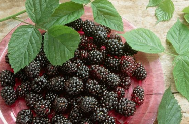 ɣ�ر��汣�ʷ��� ɣ��Ӧ����ô��ֲ