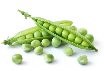 �㶹�ĸ߲���ֲ�������� �㶹������Ҫע��ʲô