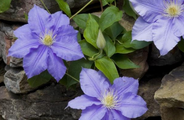 ���������޼����� ������Ӧ����ô��ֲ