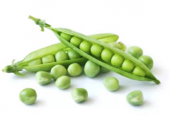 �㶹�ĸ߲���ֲ�������ɣ��㶹������Ҫע��ʲô