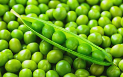 �㶹�������溦���η������㶹��ô���β��溦