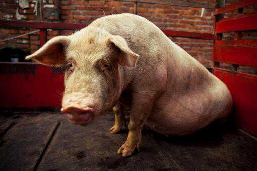 14�ꡰ����ǿ��������˥��ȥ��