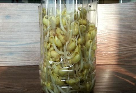 ڼƶѿ