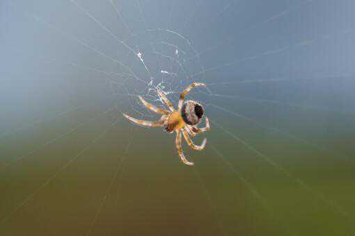 千万别在房间里打蜘蛛