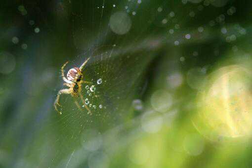 蜘蛛