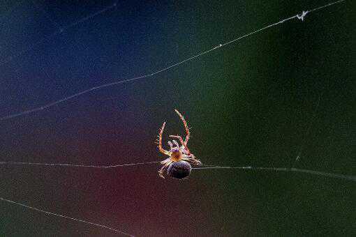 家里有大蜘蛛怎么办