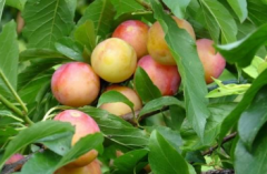 李子如何保果,李子养殖应该注意什么