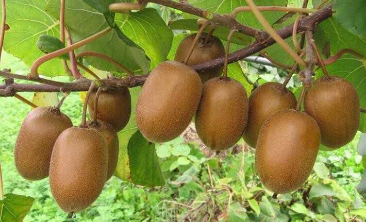 猕猴桃催熟方法有哪些