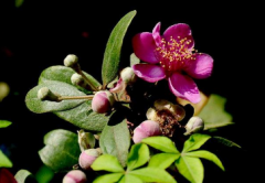 �ҽ������ֲע��ʲô���ҽ�����ô��ֳ