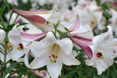 �ٺ϶�����������ʲôҪ�����������ܽ�