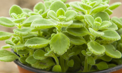 ������ҶƬ��������ԭ����ʲô ��ô�����ȽϺ�