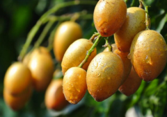 ��Ƥ�������缼������Ƥ����������ô��ֳ��