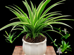 ˮ����������������ô����������ֲ���������ܽ�