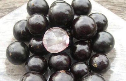 �α����ķ�ֳ���� �α�����ô��ֳ��