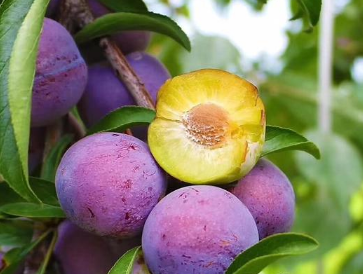 �������ֲ���� ���Ԥ�����溦