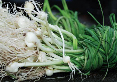 胡葱种植时间 有哪些种植方法有哪些