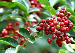 ������������ι�������������Ҫ��