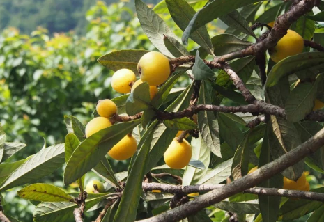 ������������Դ���ʵķ��� ������ô��ֲ��