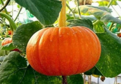 ��ͥ�Ϲϵ���ֲ��������Щ���Ϲ�Ӧ�ú�������ô��ֳ