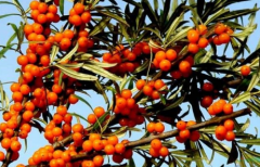 ɳ������Ч��ֲ����������ɳ������ô������ֳ