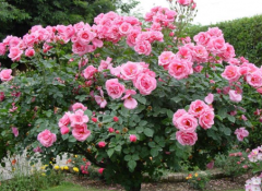 �¼�����������ÿ죬�¼����������ܽ�