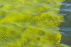 �ൺ�̦���ڴ��ڣ�Ϊʲô��������ൺ���֣��γ�ԭ��Σ����ʲô