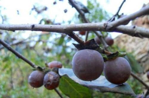 ������Ĺ�Ч������ �Ժ�����ĺô�����Щ