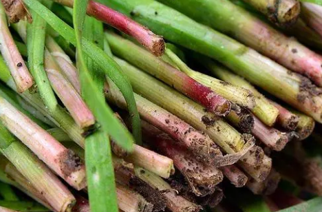 红韭菜栽培注意什么 种植方法技巧总结