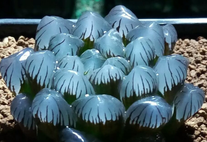 ¶ ¶