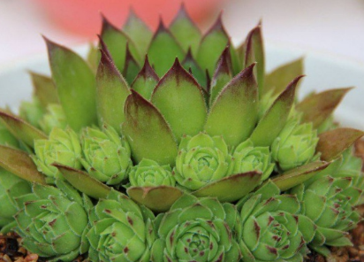 多肉黑色观音莲的种植方法 生长条件有哪些