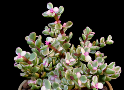 ��֦��Ҷ��ֳ��ʽ ��֦��ҶǤ�弼���ܽ�