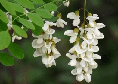 ������ֲ���� ����Щ���ּ���