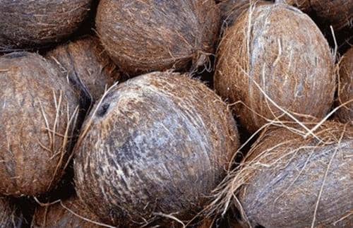 椰子外皮的功效与作用 吃椰子外皮的好处